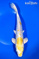 11.5" GINRIN LEMON HARIWAKE
