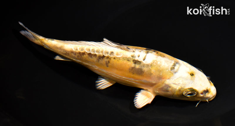 7" KIN KIKOKURYU