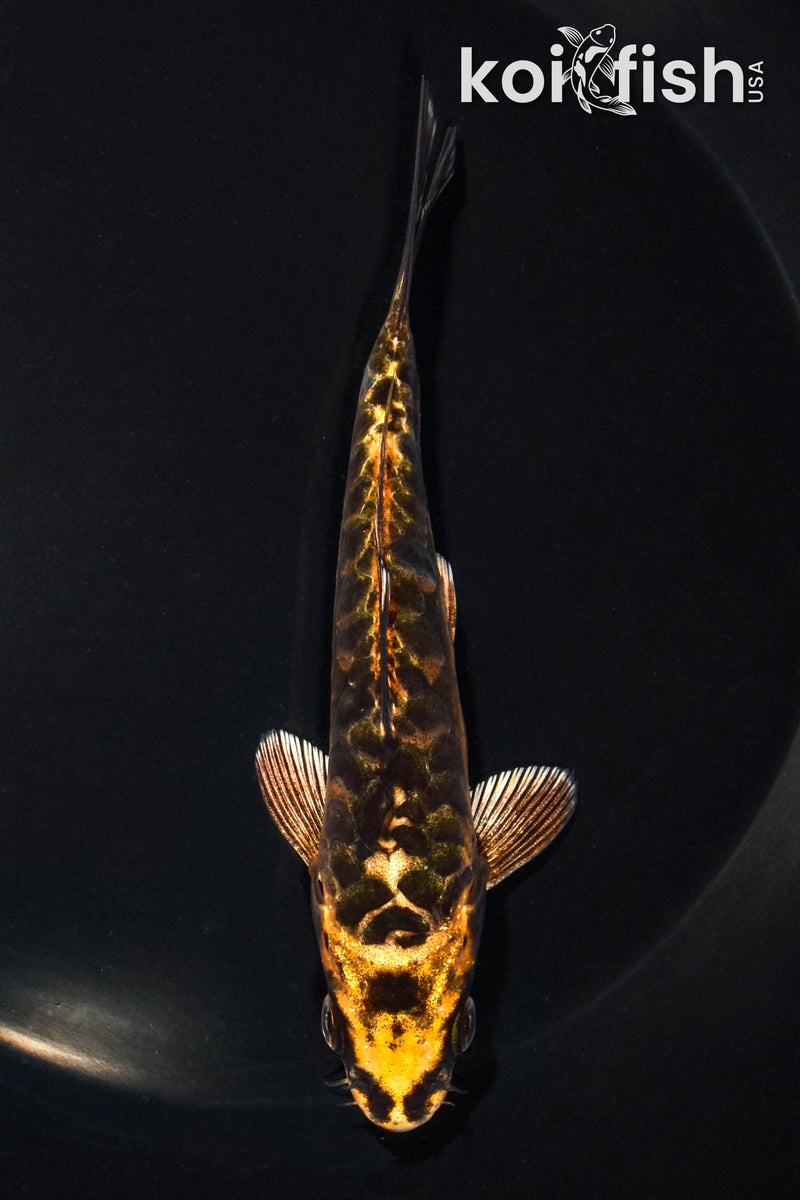 5.25" ARGOKE BENI KIKOKURYU