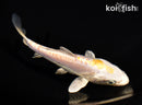 5.5" DOITSU LEMON HARIWAKE
