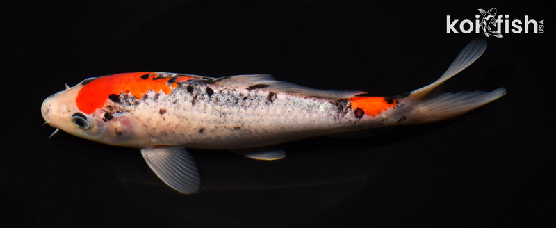 8.5" GOSHIKI