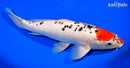 13" GOSHIKI