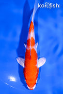 5.5" HARIWAKE