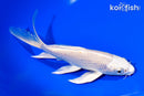7.25" PLATINUM OGON BUTTERFLY