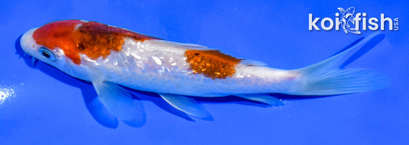 5" GINRIN GOROMO