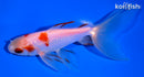 5.25" SARASA WATONAI GOLDFISH