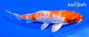 6.5" GINRIN HARIWAKE