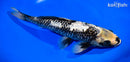 11.25" GINRIN MATSUKAWABAKE
