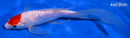 7.25" GINRIN KOHAKU BUTTERFLY