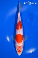 9" KOHAKU