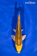 5.5" KI MATSUBA