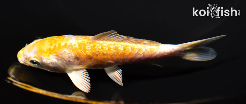 4.75" GINRIN ARAGOKE LEMON HARIWAKE