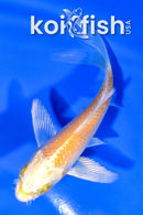 4" HARIWAKE BUTTERFLY