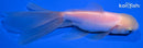 4.75" ORANDA GOLDFISH