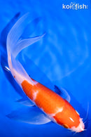 8" KUCHIBENI KOHAKU BUTTERFLY