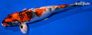 12.75" KIN SHOWA
