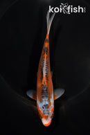 5.75" HI SHUSUI