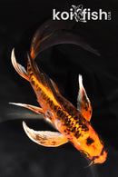 7.5" ARAGOKE BENI KIKOKURYU BUTTERFLY