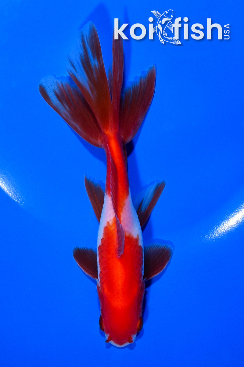 5.75" SARASA WAKIN GOLDFISH