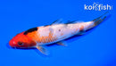 5.75" SANKE