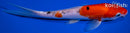 7.75" DOITSU GOSHIKI