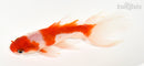5.5" WATONAI GOLDFISH