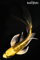 6.25" GINRIN KI GINGA BUTTERFLY