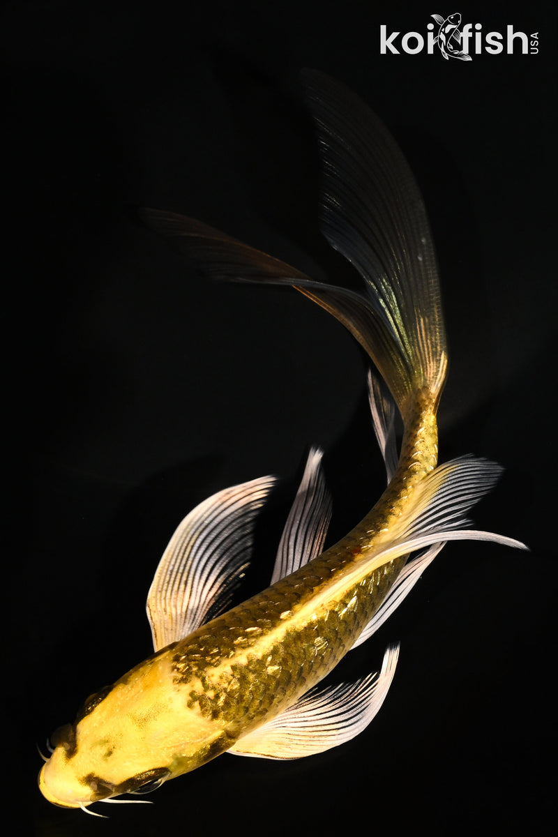 6.25" GINRIN KI GINGA BUTTERFLY