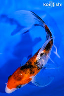 5.75" GINRIN SANKE BUTTERFLY