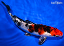 7.25" KIN SHOWA