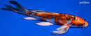 8" BENI KIKOKURYU BUTTERFLY