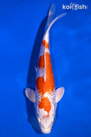 9" GINRIN HARIWAKE