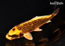 6.75" GINRIN ORENJI MATSUBA
