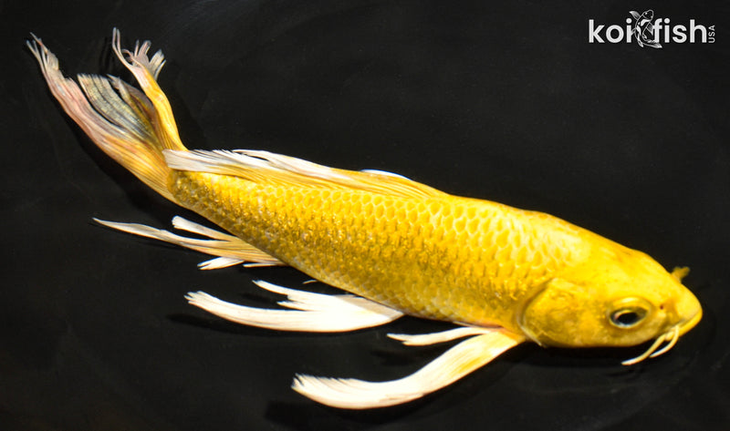 8" YAMABUKI OGON BUTTERFLY