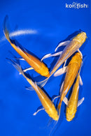 PACK OF (5) 4-5" YAMABUKI OGON BUTTERFLY KOI