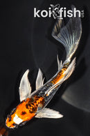 5.75" ARAGOKE BENI KIKOKURYU BUTTERFLY