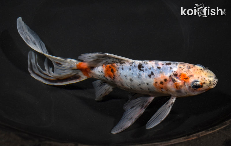 7.75" SHUBUNKIN GOLDFISH
