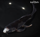 9.75" OCHIBA SHIGURE BUTTERFLY