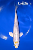 6.75" LEMON HARIWAKE