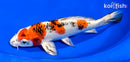 7.75" YAMATO NISHIKI