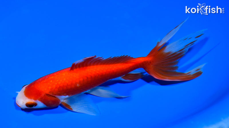 6.75" WAKIN GOLDFISH