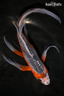 10.5" HI ASAGI BUTTERFLY