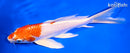 7.5" HARIWAKE BUTTERFLY