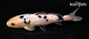 7.25" GINRIN SHIRO BEKKO