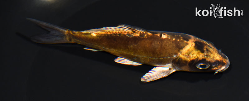 5.25" BENI KIKOKURYU