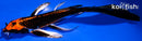 8.75" ORENJI MATSUBA BUTTERFLY