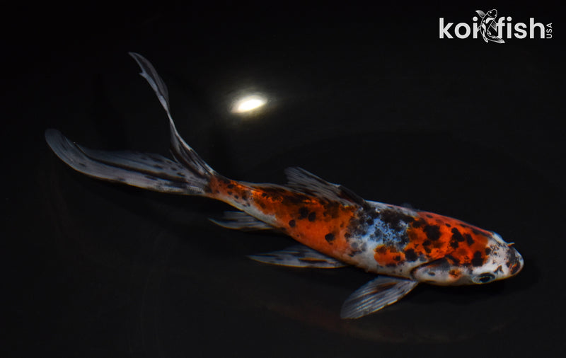 7.25" SHUBUNKIN GOLDFISH
