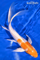 9.75" HARIWAKE BUTTERFLY