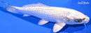 7.75" GIN MATSUBA