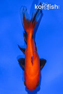3.75" WAKIN GOLDFISH
